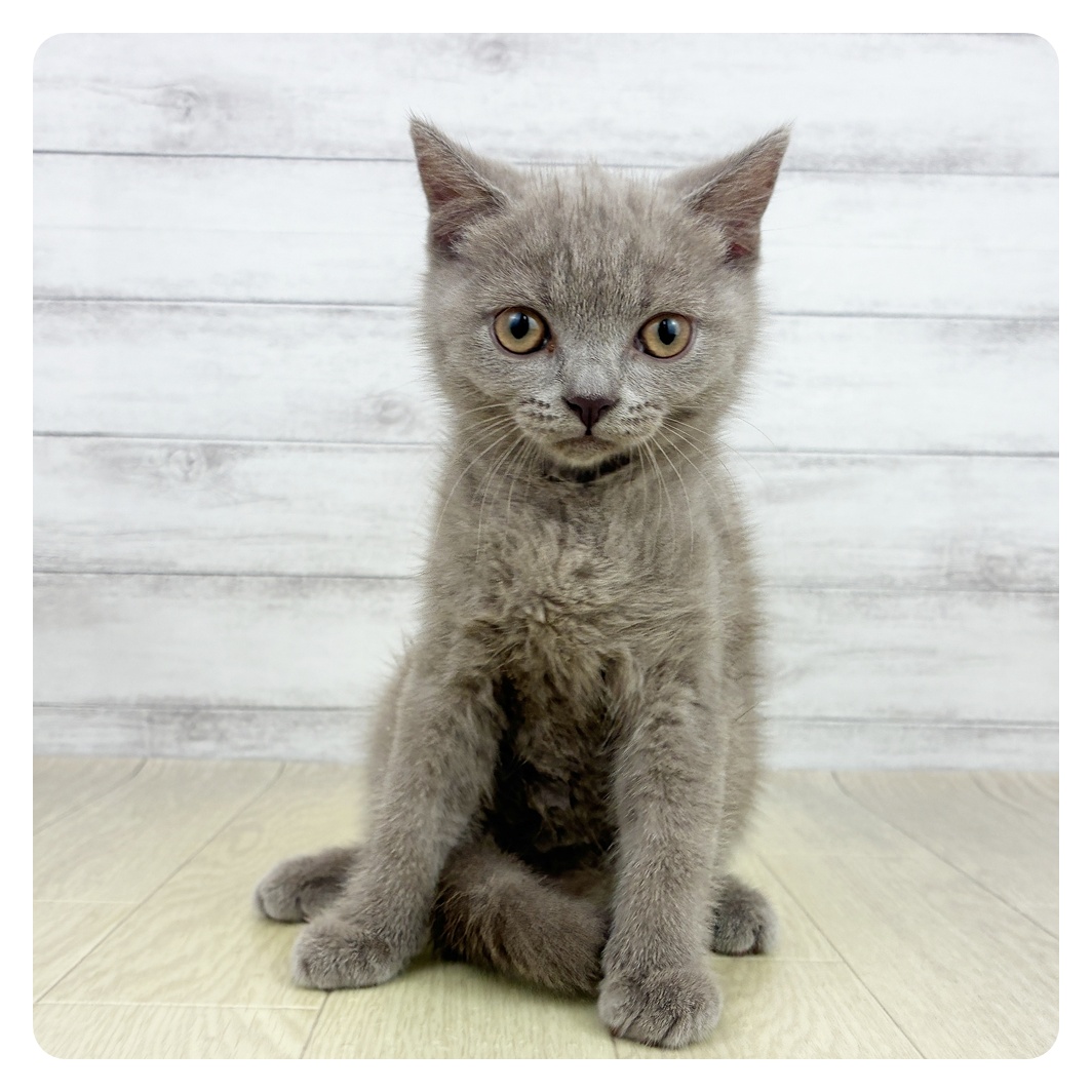 愛知県のブリティッシュショートヘアー (犬の家＆猫の里春日井本店/2026年7月27日生まれ/女の子/ライラック)の子猫