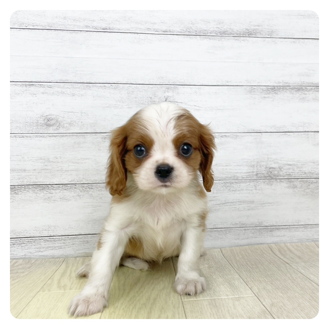 愛知県のキャバリアキングチャールズスパニエル (犬の家＆猫の里春日井本店/2026年8月2日生まれ/女の子/ブレンハイム)の子犬