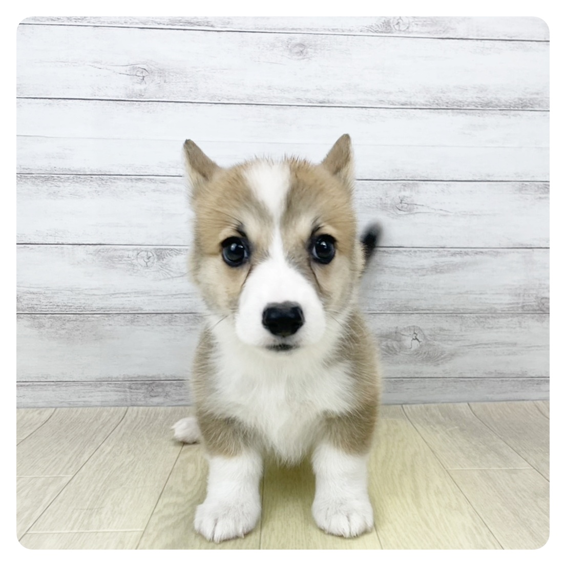愛知県のウェルシュコーギーペンブローク (犬の家＆猫の里春日井本店/2026年7月30日生まれ/男の子/レッドホワイト)の子犬