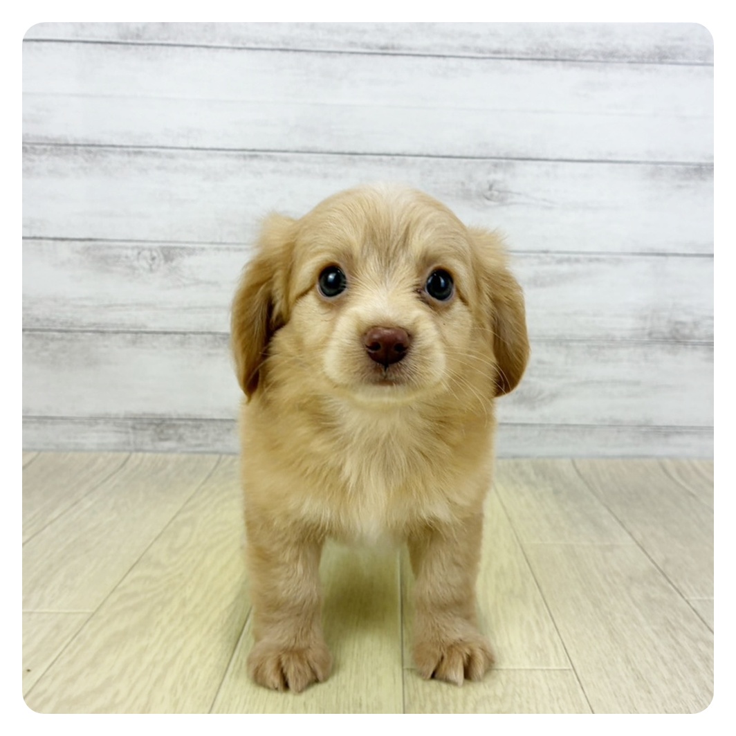 兵庫県のチワックス(チワワ×ダックス) (犬の家＆猫の里ニッケパークタウン加古川店/2026年8月1日生まれ/男の子/イエローホワイト)の子犬