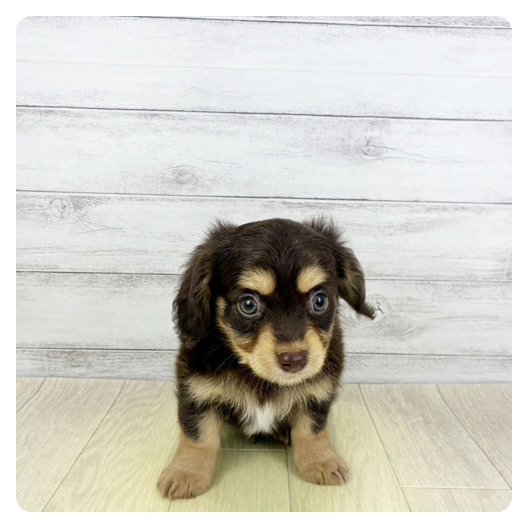 愛知県のチワックス(チワワ×ダックス) (犬の家＆猫の里MiO香久山店/2026年8月1日生まれ/男の子/チョコレートイエロー)の子犬