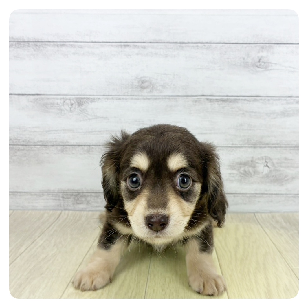 岐阜県のチワックス(チワワ×ダックス) (犬の家＆猫の里カラフルタウン岐阜店/2026年8月1日生まれ/女の子/チョコレートクリーム)の子犬の2枚目の画像