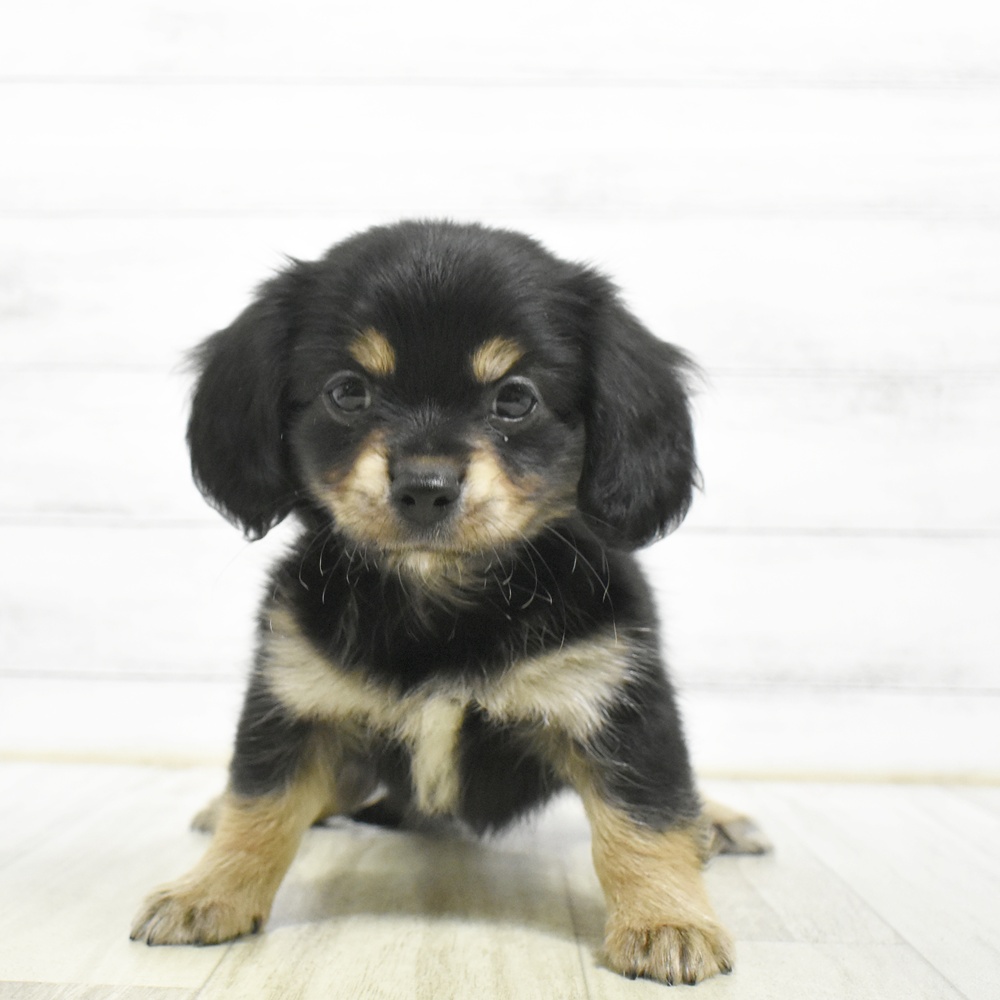 千葉県のチワックス(チワワ×ダックス) (犬の家＆猫の里BIGHOPガーデンモール印西店/2026年8月1日生まれ/男の子/ブラッククリーム)の子犬