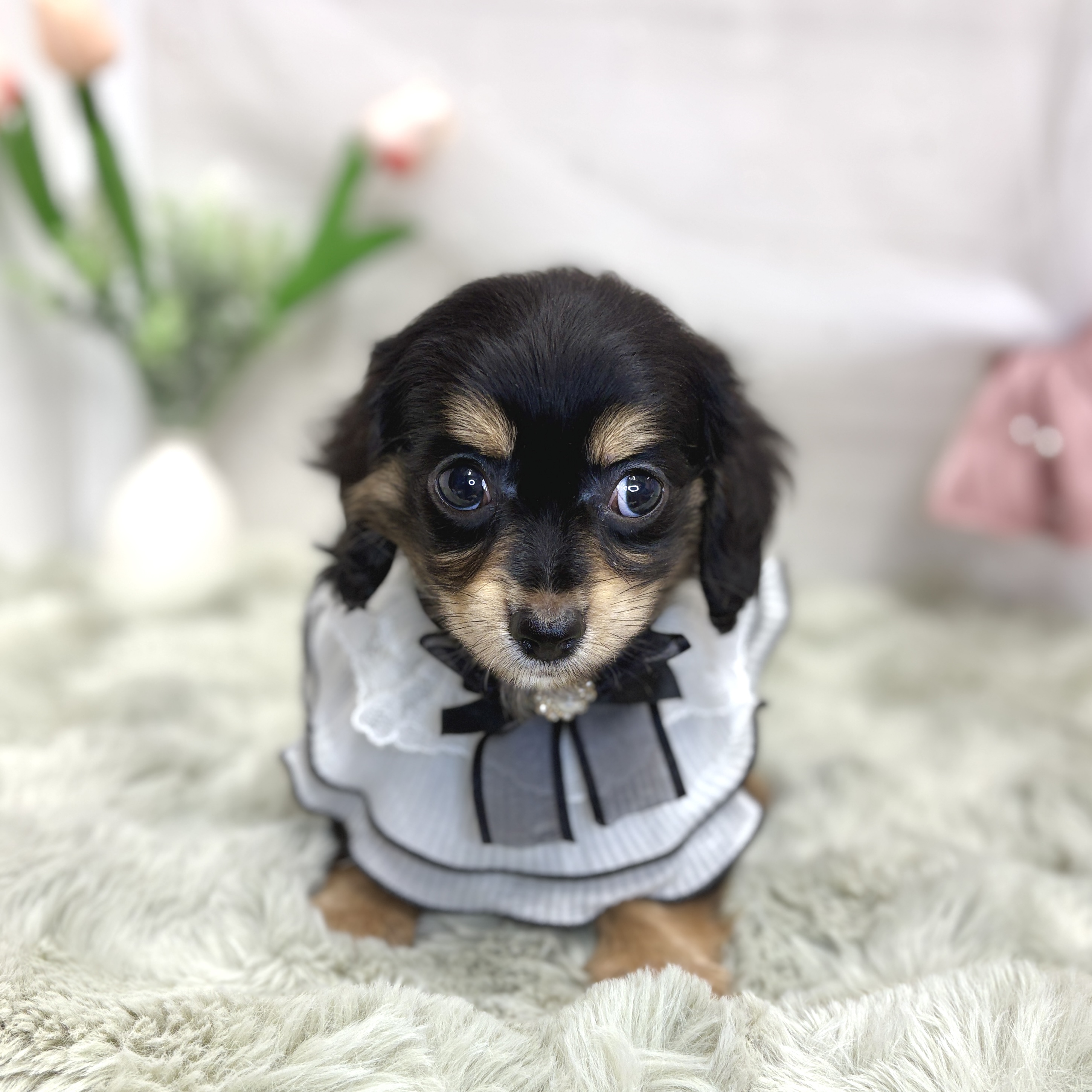 神奈川県のチワックス(チワワ×ダックス) (犬の家＆猫の里相模原店/2026年8月1日生まれ/男の子/ブラッククリーム)の子犬の1枚目の画像