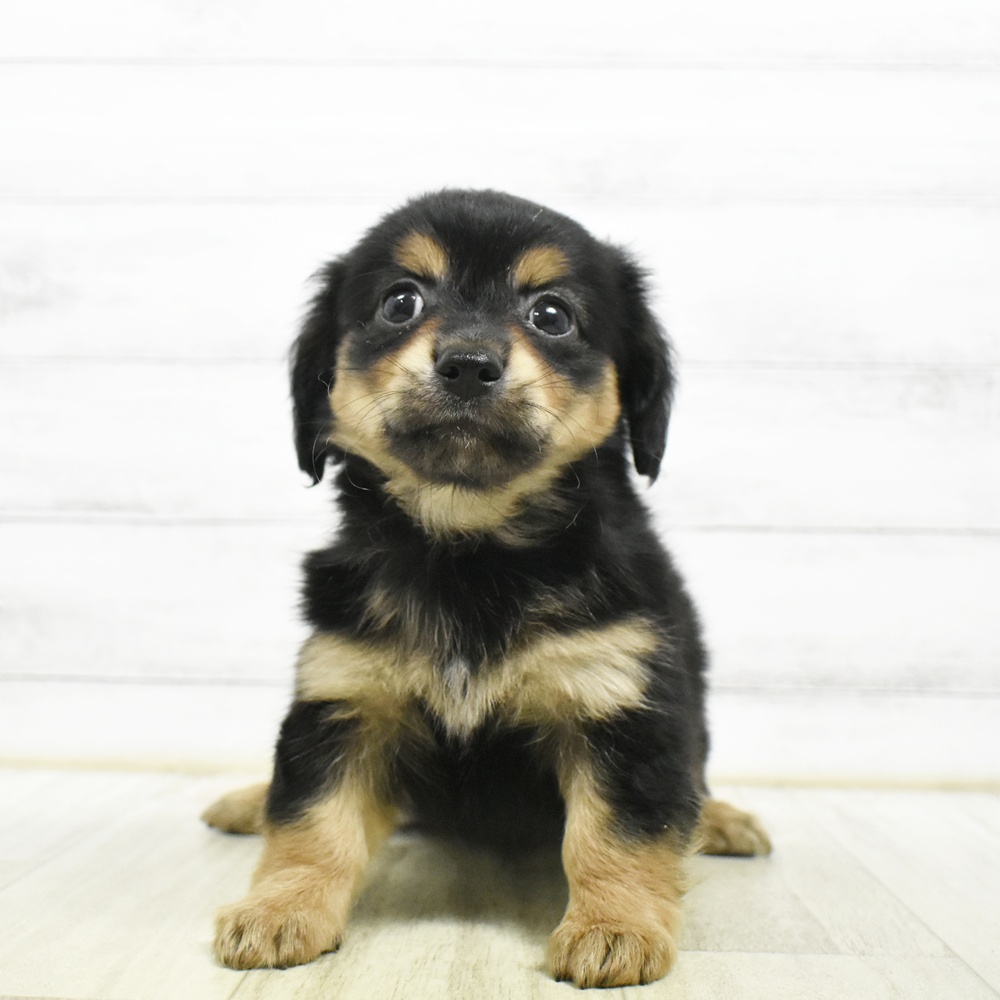 神奈川県のチワックス(チワワ×ダックス) (犬の家＆猫の里元住吉ブレーメン通り店/2026年8月1日生まれ/男の子/ブラックタン)の子犬