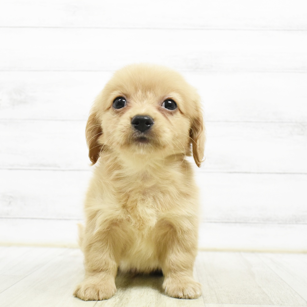 愛知県のチワックス(チワワ×ダックス) (犬の家＆猫の里エアポートウォーク店/2026年8月1日生まれ/男の子/ゴールド)の子犬
