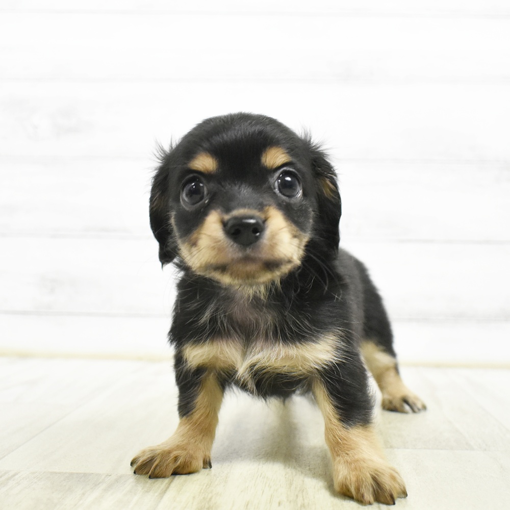 富山県のチワックス(チワワ×ダックス) (犬の家＆猫の里アミーゴ山室店/2026年8月3日生まれ/女の子/ブラックタン)の子犬