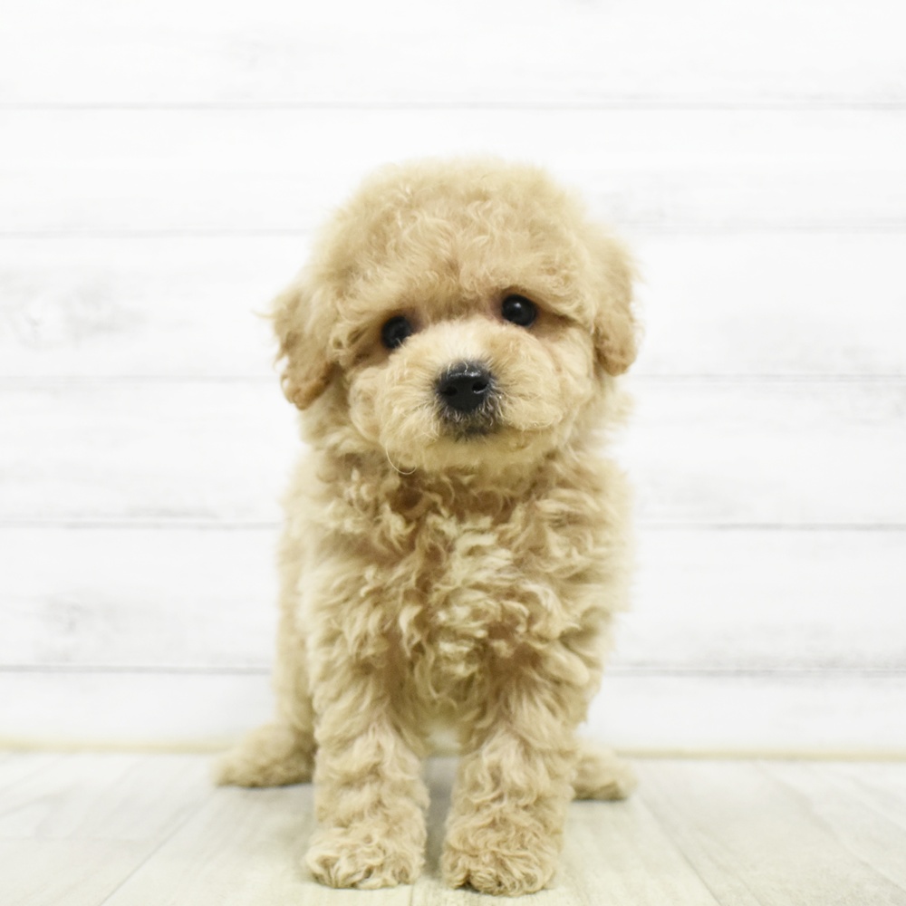 福岡県のビションプー(ビションフリーゼ×プードル) (犬の家＆猫の里トリアス久山店/2026年8月4日生まれ/男の子/アプリコット)の子犬