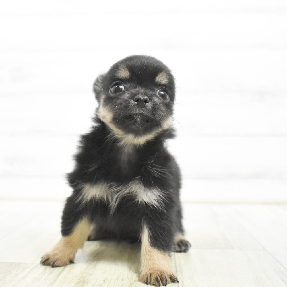 静岡県のチワワ(ロング) (犬の家＆猫の里マークイズ静岡店/2026年8月2日生まれ/男の子/ブラックタン)の子犬