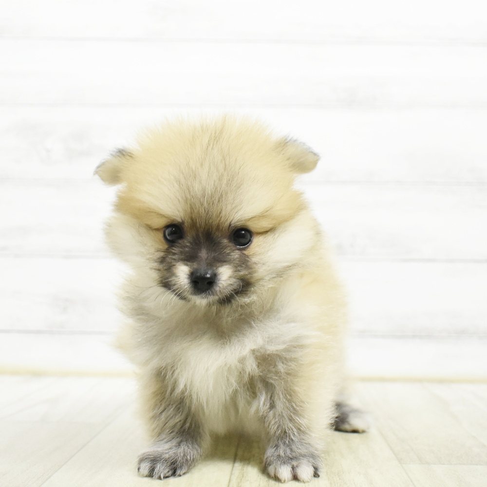 静岡県のポメラニアン (犬の家＆猫の里藤枝店/2026年8月3日生まれ/男の子/オレンジ)の子犬