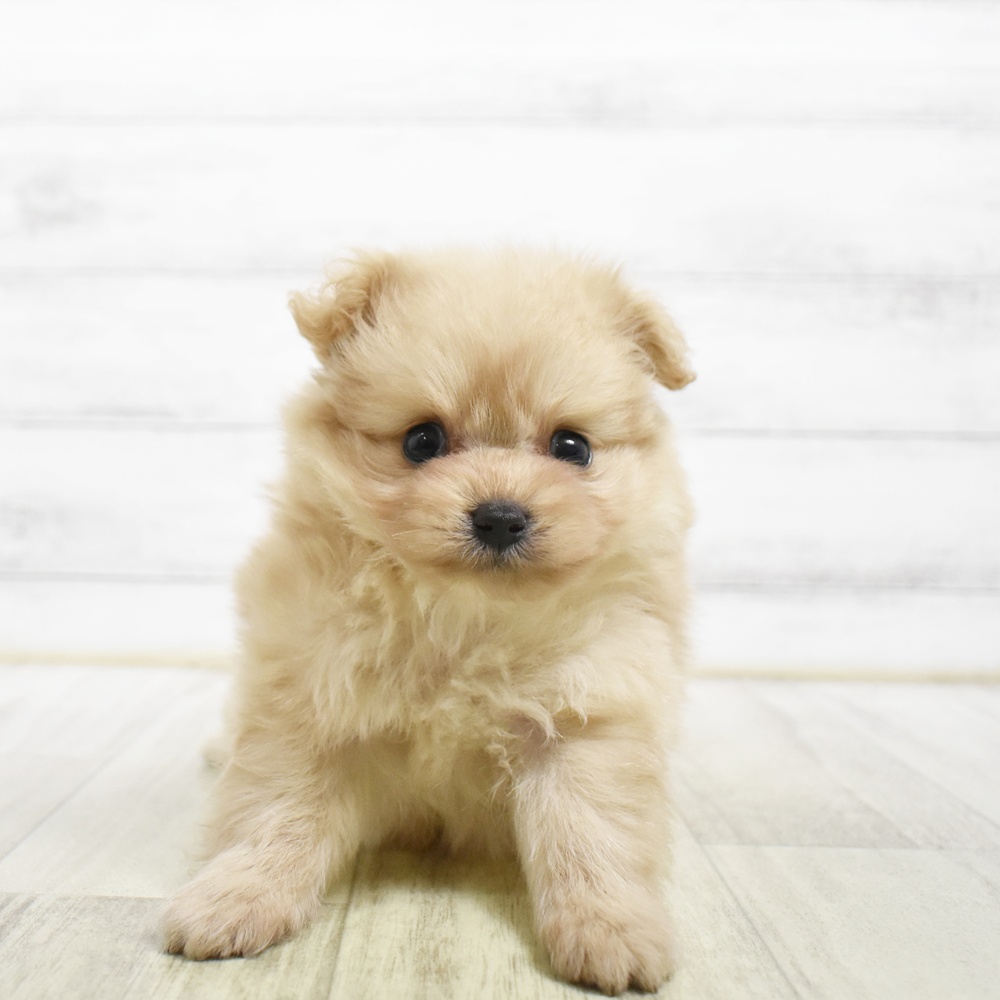 福岡県のポメプー(ポメラニアン×プードル) (犬の家＆猫の里トリアス久山店/2026年8月3日生まれ/女の子/アプリコット)の子犬