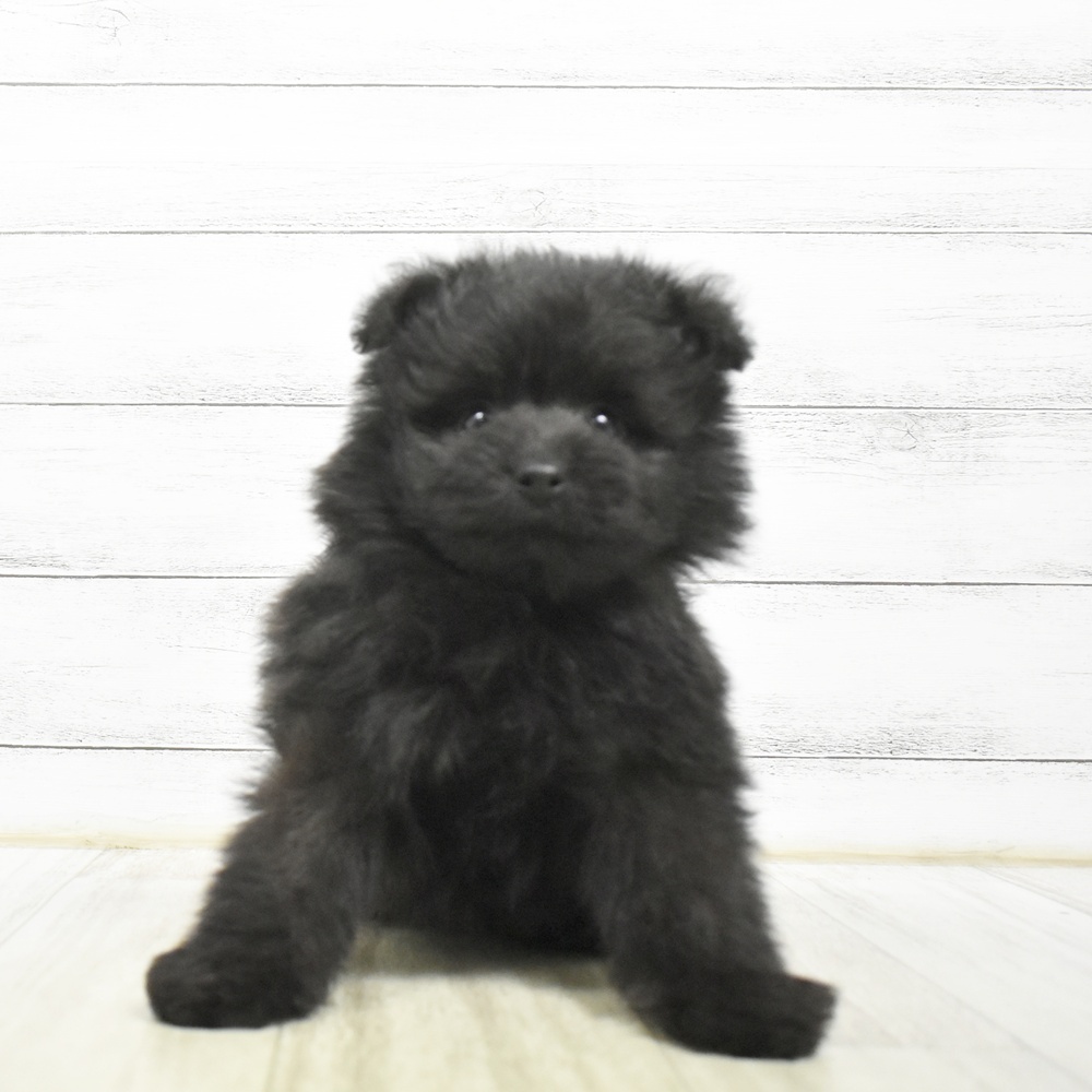 福岡県のポメプー(ポメラニアン×プードル) (犬の家＆猫の里トリアス久山店/2026年8月1日生まれ/男の子/ブラック)の子犬