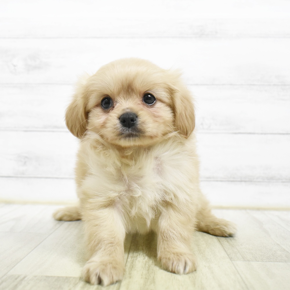 静岡県のハーフ犬・ミックス犬 (犬の家＆猫の里プレ葉ウォーク浜北店/2026年7月31日生まれ/男の子/クリーム)の子犬
