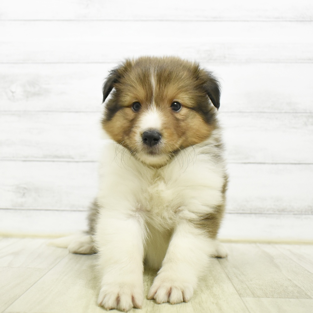 静岡県のシェットランドシープドッグ (犬の家＆猫の里プレ葉ウォーク浜北店/2026年8月4日生まれ/女の子/セーブルホワイト)の子犬