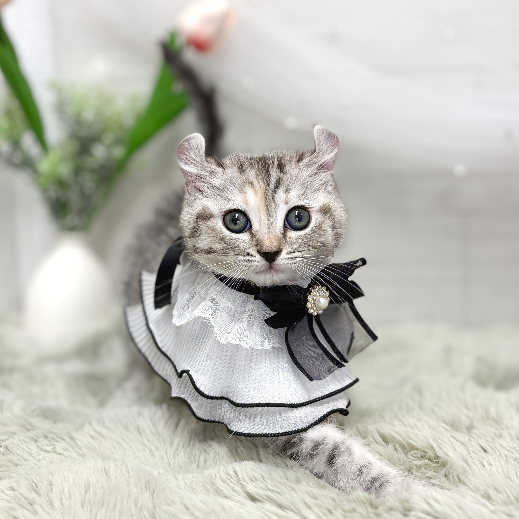 キンカロー女の子の写真