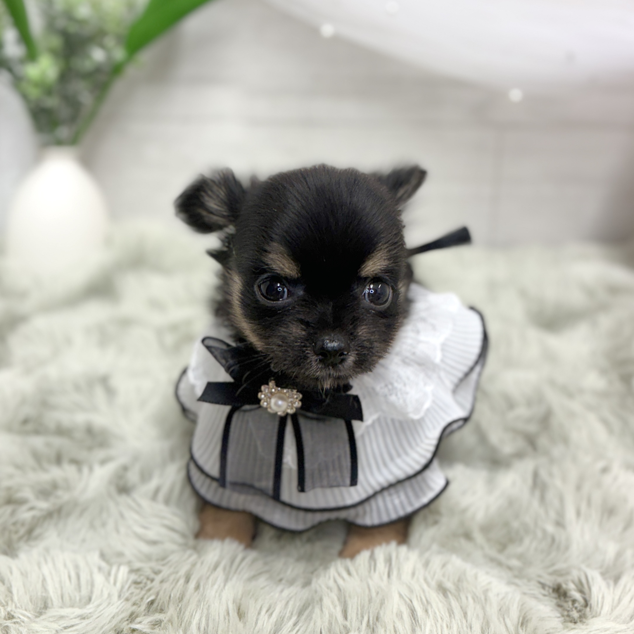 神奈川県のチワワ(ロング) (犬の家＆猫の里相模原店/2026年8月2日生まれ/女の子/ブラックタン)の子犬の1枚目の画像