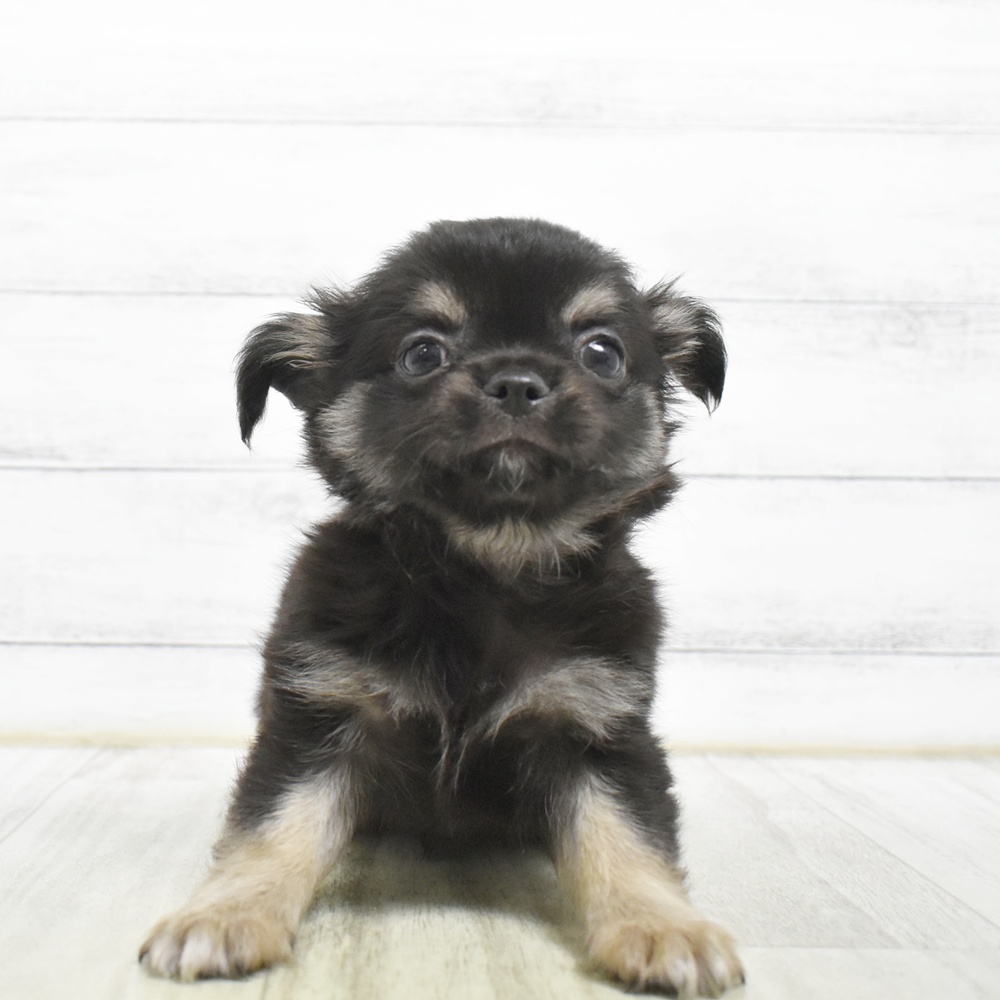 愛知県のチワワ(ロング) (犬の家＆猫の里エアポートウォーク店/2026年8月2日生まれ/男の子/ブラックタンホワイト)の子犬