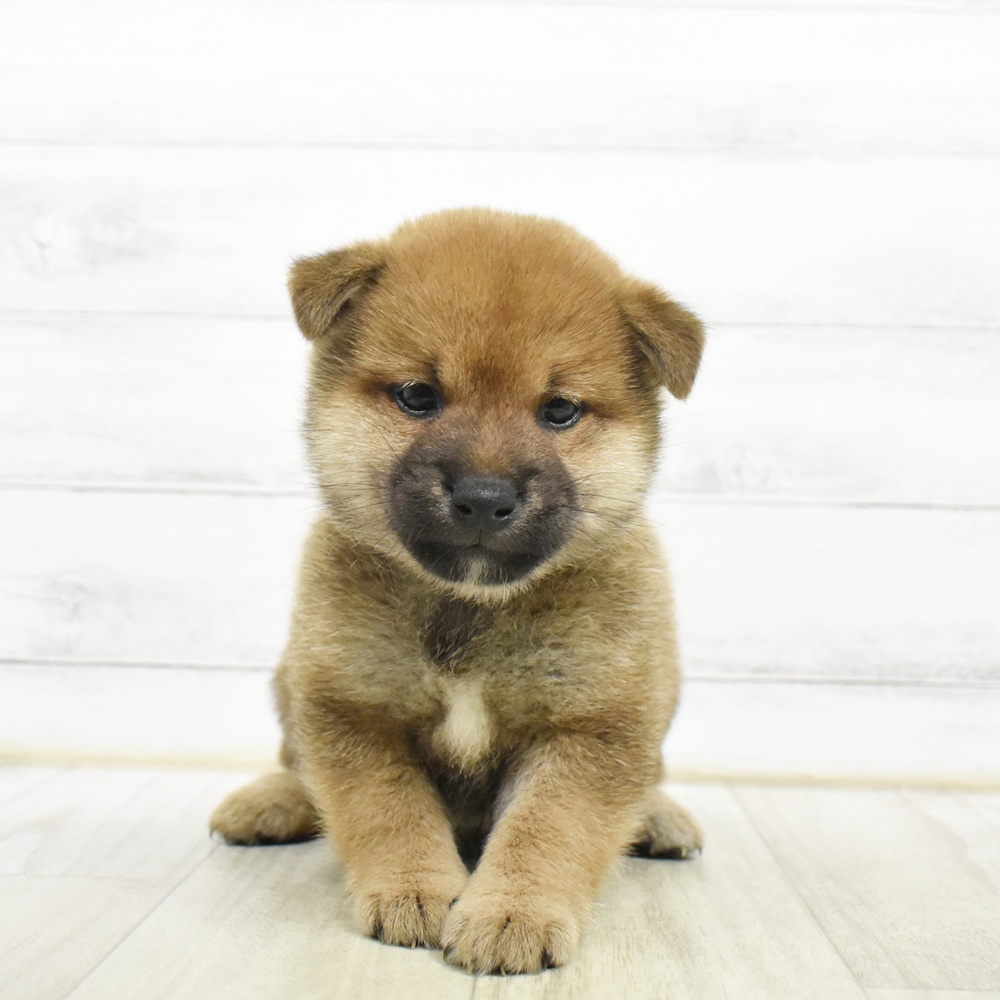 静岡県の柴犬(標準サイズ) (犬の家＆猫の里プレ葉ウォーク浜北店/2026年8月3日生まれ/男の子/赤)の子犬