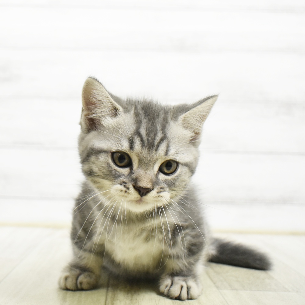 静岡県のマンチカン (犬の家＆猫の里藤枝店/2026年8月4日生まれ/男の子/ブルータビー)の子猫