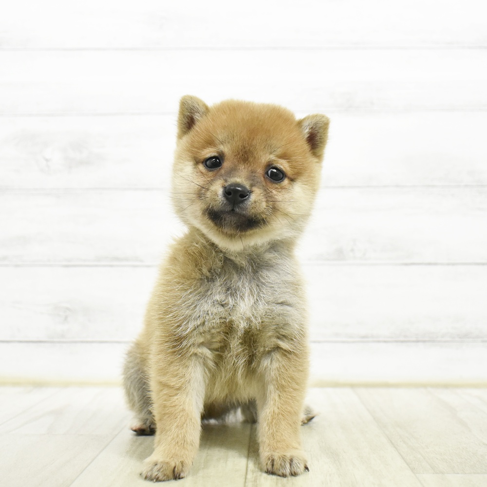 福岡県の豆柴 (犬の家＆猫の里シュロアモール筑紫野店/2026年8月2日生まれ/男の子/赤)の子犬