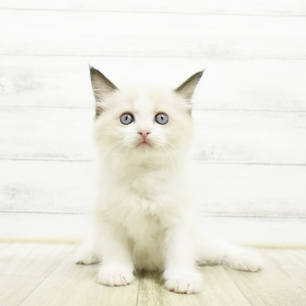 東京都のラグドール (犬の家＆猫の里ペットフォレスト小平店/2026年8月3日生まれ/男の子/シールポイントバイカラー)の子猫