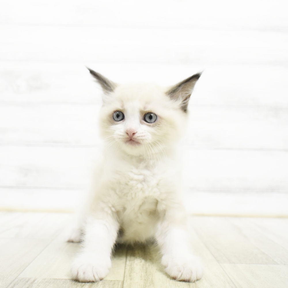 神奈川県のラグドール (犬の家＆猫の里元住吉ブレーメン通り店/2026年8月3日生まれ/男の子/シールポイントバイカラー)の子猫