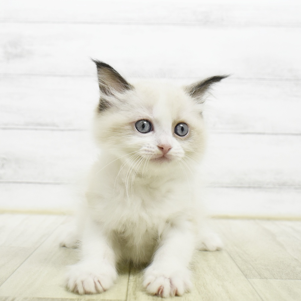 富山県のラグドール (犬の家＆猫の里アミーゴ高岡蓮花寺店/2026年8月3日生まれ/女の子/シールポイントバイカラー)の子猫