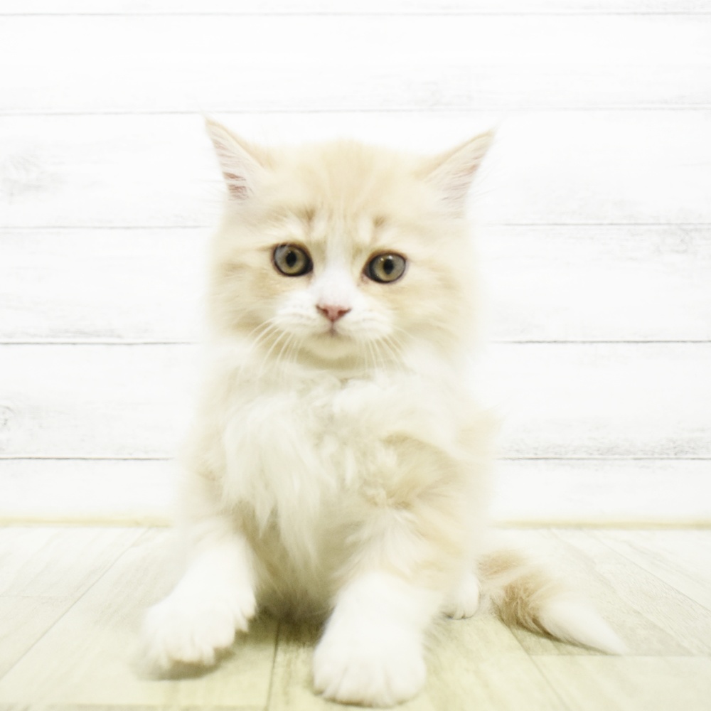愛知県のマンチカン (犬の家＆猫の里安城店/2026年8月4日生まれ/男の子/クリームタビーホワイト)の子猫