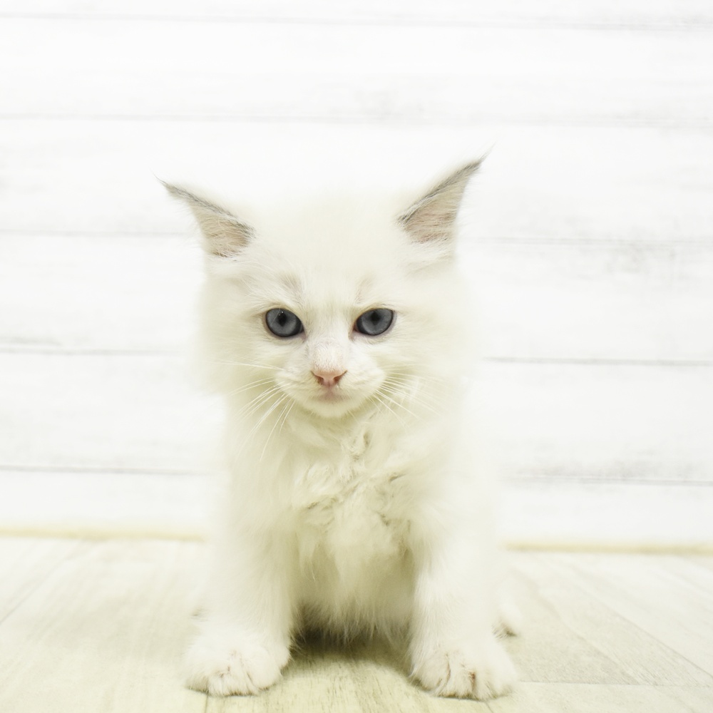 愛知県のラグドール (犬の家＆猫の里安城店/2026年8月4日生まれ/男の子/ブルーポイントバイカラー)の子猫