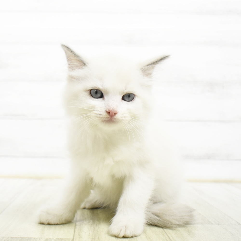 東京都のラグドール (犬の家＆猫の里新宿店/2026年8月4日生まれ/女の子/ブルーポイントバイカラー)の子猫の2枚目の画像