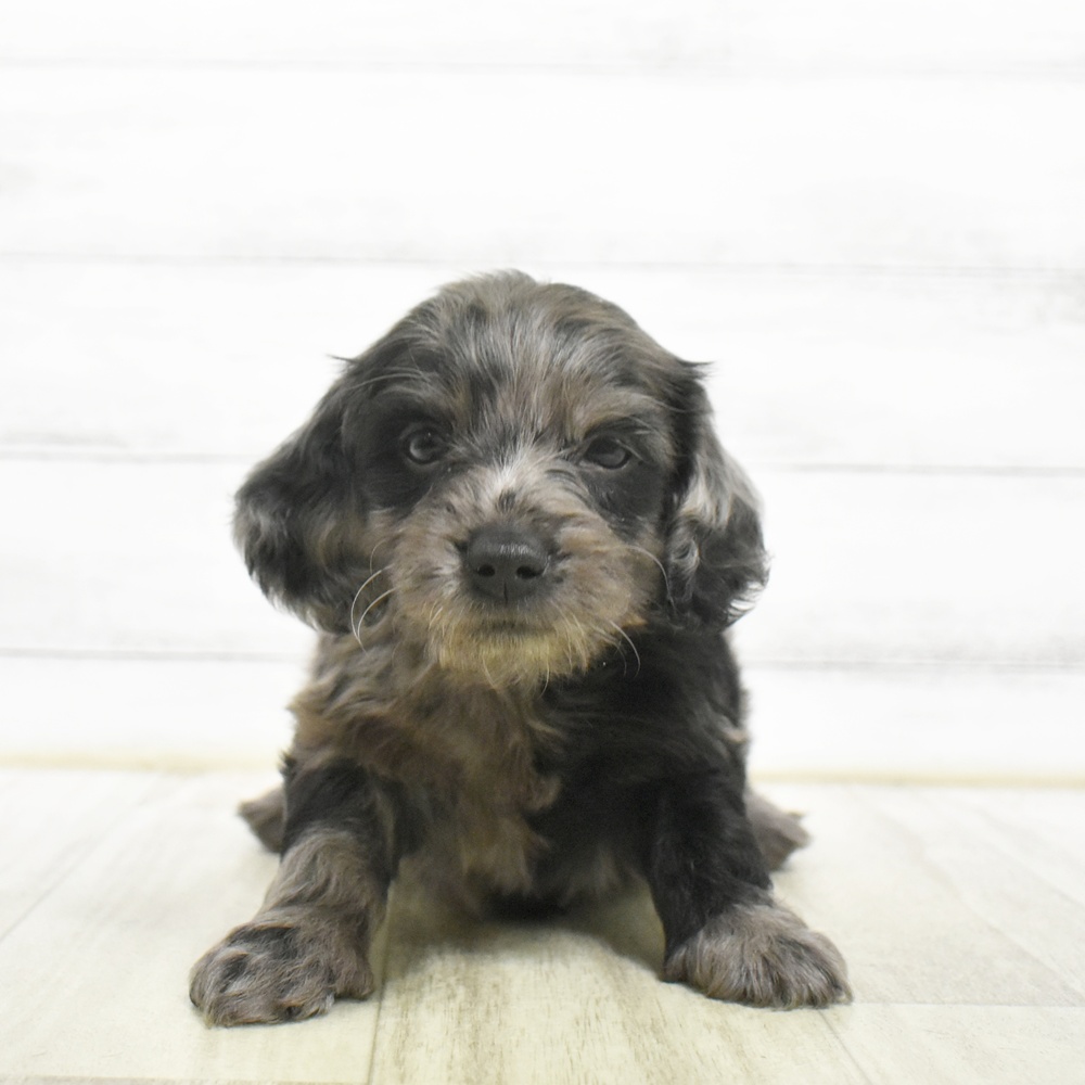 静岡県のダップー(ダックス×プードル) (犬の家＆猫の里マークイズ静岡店/2026年8月3日生まれ/男の子/シルバーダップル)の子犬