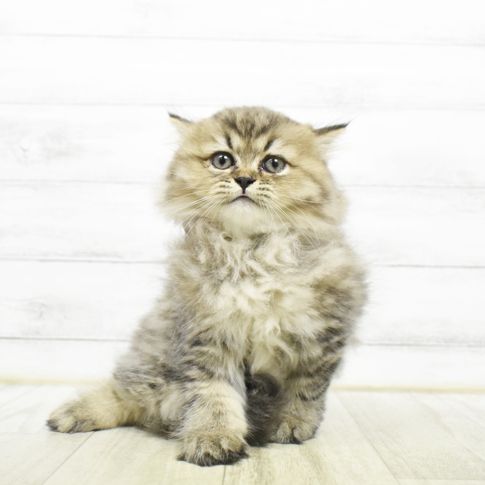 福井県のペルシャ (犬の家＆猫の里アミーゴ福井店/2026年8月4日生まれ/女の子/チンチラゴールデン)の子猫