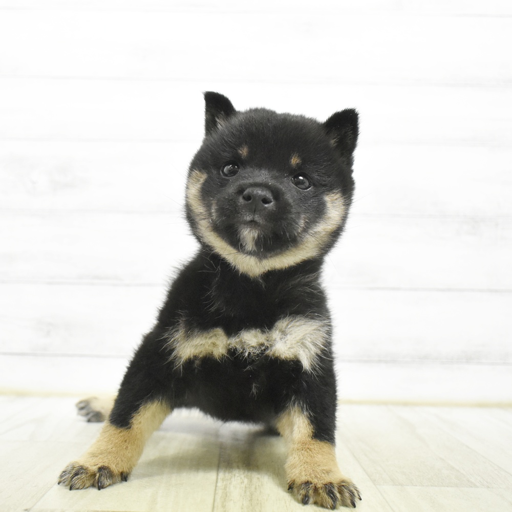 東京都の豆柴 (犬の家＆猫の里ペットフォレスト小平店/2026年8月4日生まれ/女の子/黒)の子犬