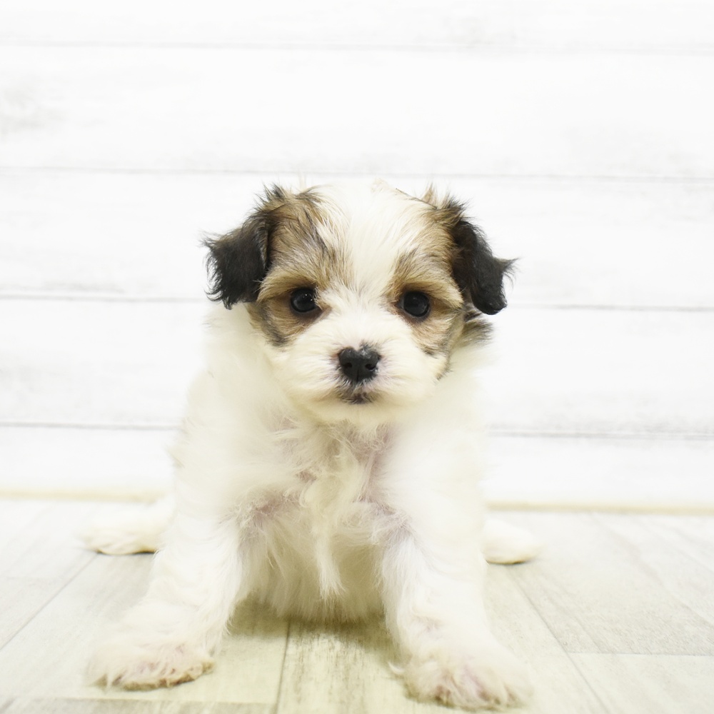 静岡県のハーフ犬・ミックス犬 (犬の家＆猫の里アミーゴ浜松和田店/2026年8月3日生まれ/女の子/ホワイトレッド)の子犬の4枚目の画像