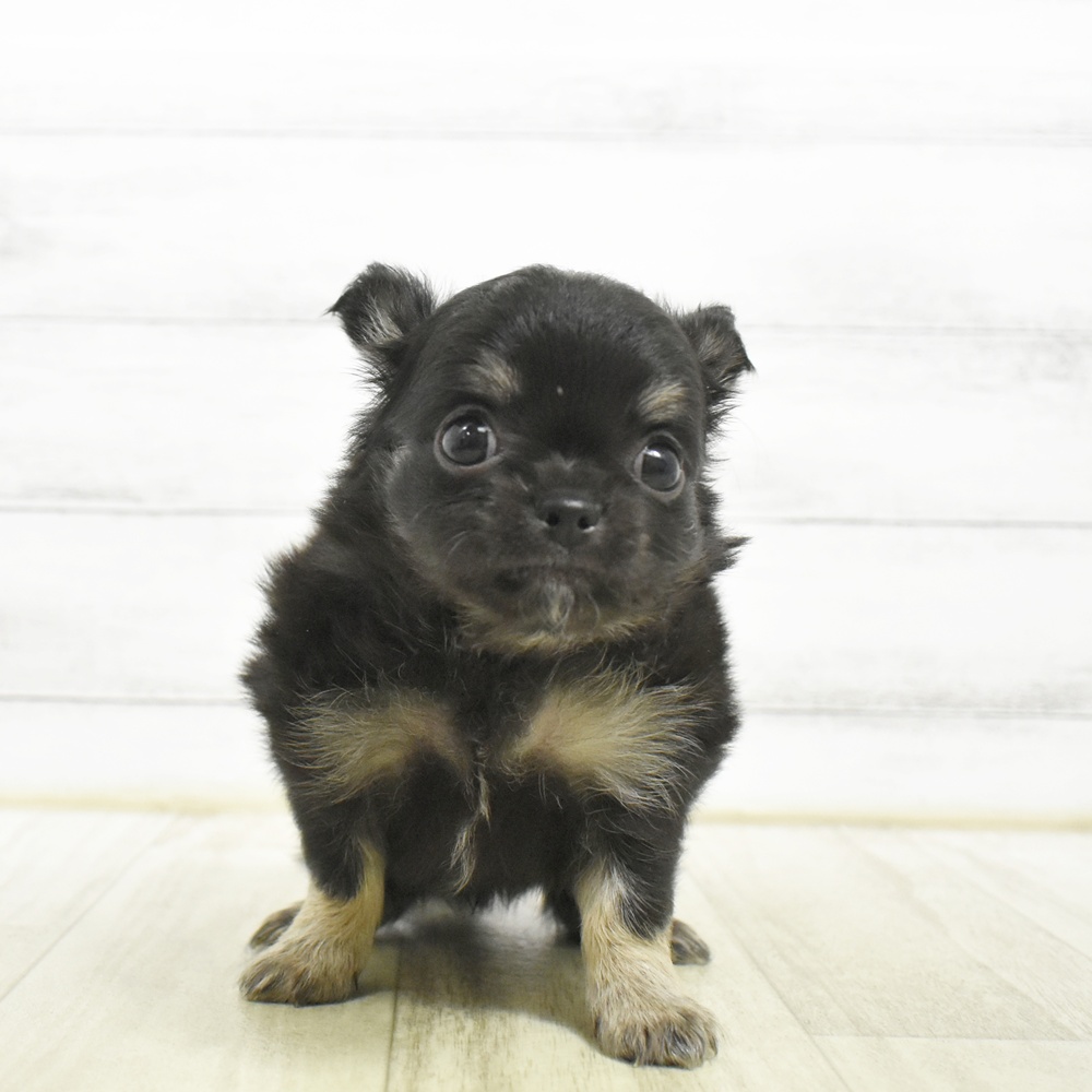 静岡県のチワワ(ロング) (犬の家＆猫の里富士店/2026年8月3日生まれ/男の子/ブラックタンホワイト)の子犬