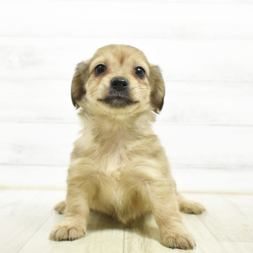 静岡県のチワックス(チワワ×ダックス) (犬の家＆猫の里プレ葉ウォーク浜北店/2026年7月30日生まれ/男の子/フォーン)の子犬