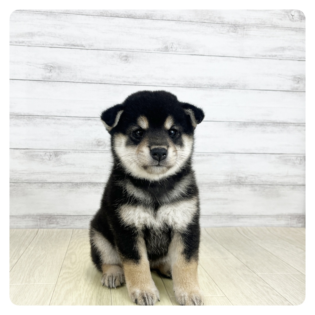 愛知県の柴犬(標準サイズ) (犬の家＆猫の里エアポートウォーク店/2026年8月4日生まれ/女の子/黒)の子犬の2枚目の画像