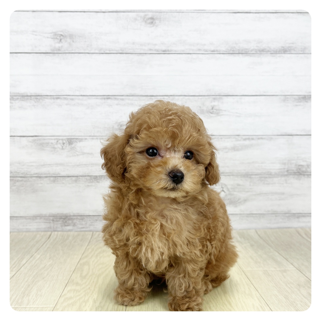 愛知県のトイプードル(トイ) (犬の家＆猫の里七宝店/2026年8月5日生まれ/男の子/オレンジフォーン)の子犬の2枚目の画像
