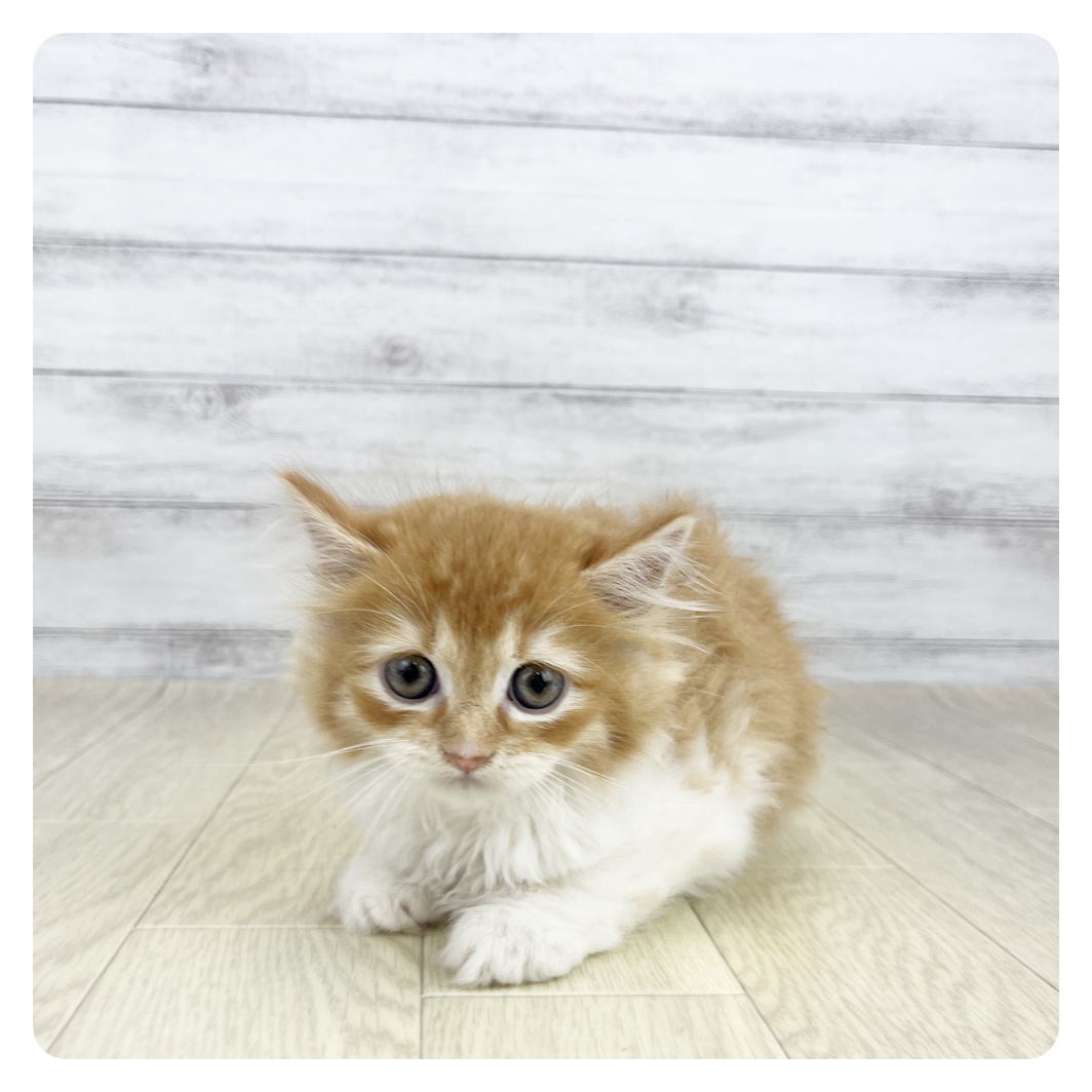 生体画像１