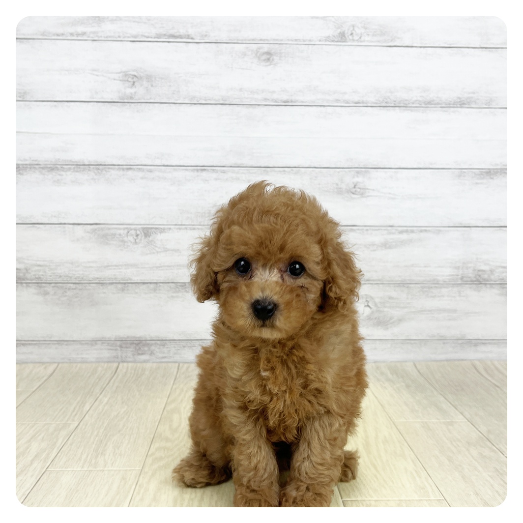 愛知県のトイプードル(トイ) (犬の家＆猫の里愛知刈谷店/2026年8月5日生まれ/男の子/オレンジフォーン)の子犬