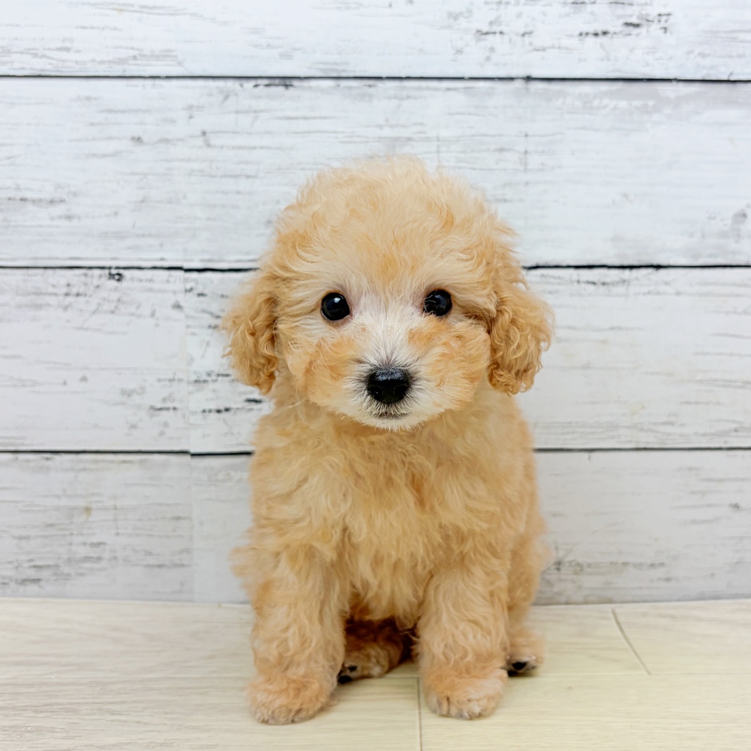滋賀県のトイプードル(タイニー) (犬の家＆猫の里長浜店/2026年8月5日生まれ/男の子/ペールフォーン)の子犬