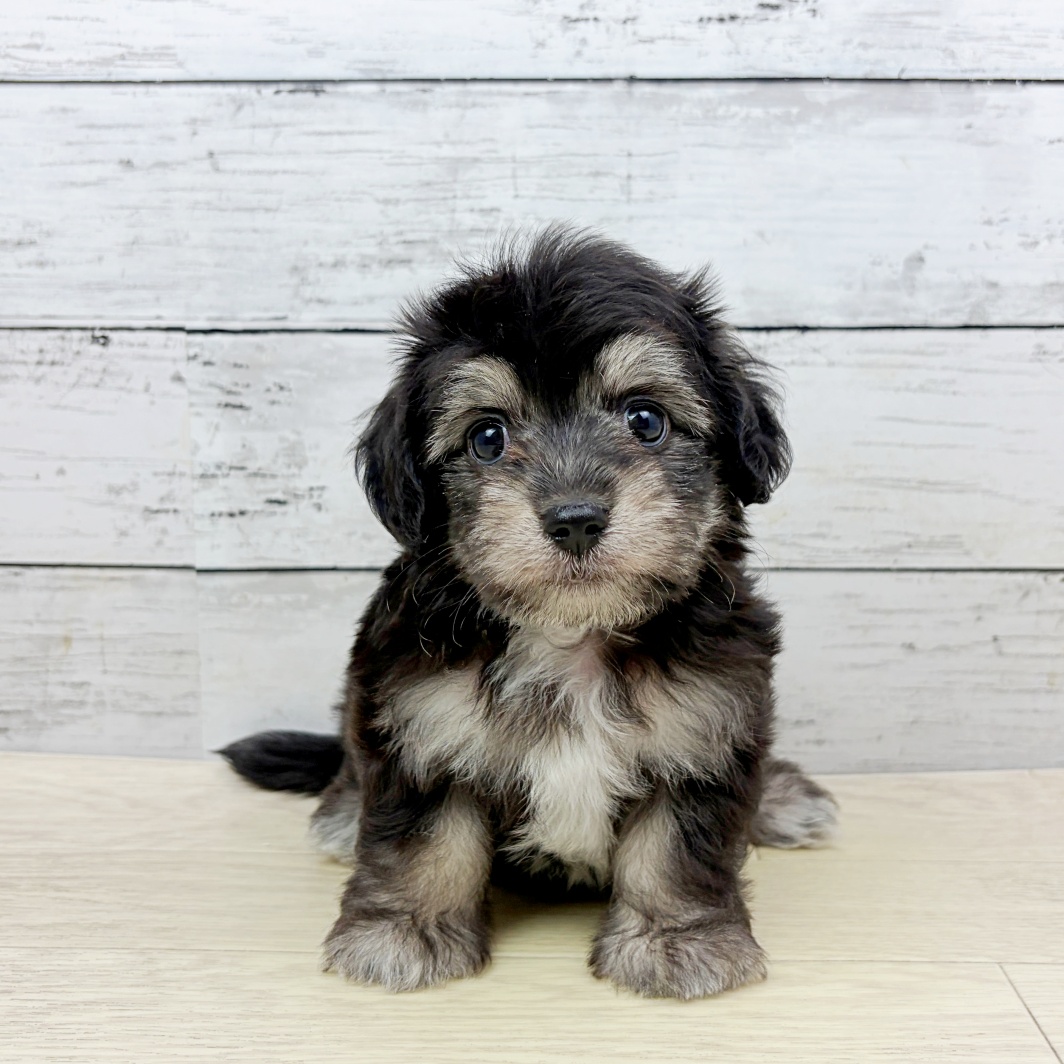 大阪府のマルックス(マルチーズ×ダックス) (犬の家＆猫の里そよら東岸和田店/2026年8月6日生まれ/女の子/ブラッククリーム)の子犬