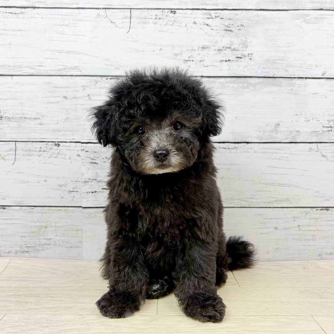 京都府のトイプードル(トイ) (犬の家＆猫の里京都精華店/2026年8月3日生まれ/男の子/グレー)の子犬