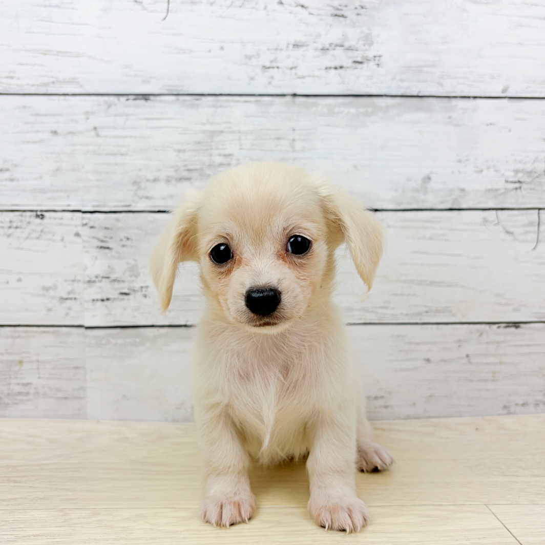 大阪府のチワックス(チワワ×ダックス) (犬の家＆猫の里そよら東岸和田店/2026年8月4日生まれ/女の子/クリーム)の子犬