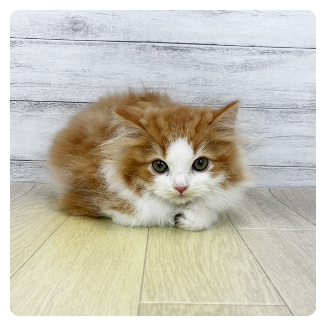 愛知県のスコティッシュフォールド (犬の家＆猫の里豊川インター店/2026年8月6日生まれ/男の子/レッドタビーホワイト)の子猫の2枚目の画像