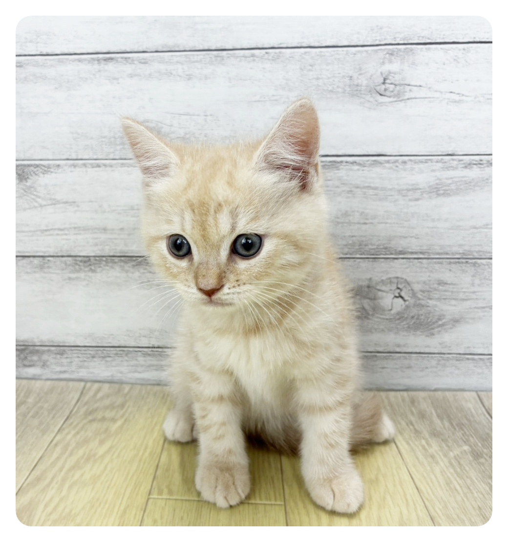 岐阜県のマンチカン (犬の家＆猫の里岐南店/2026年8月8日生まれ/男の子/クリームタビー)の子猫の2枚目の画像