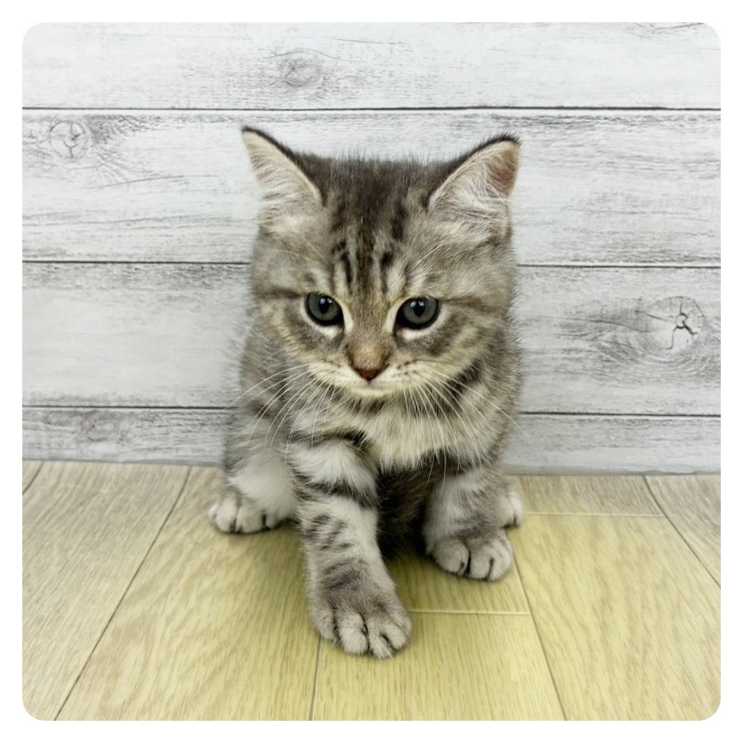 愛知県のマンチカン (犬の家＆猫の里春日井本店/2026年8月8日生まれ/女の子/ブルーパッチドタビー)の子猫
