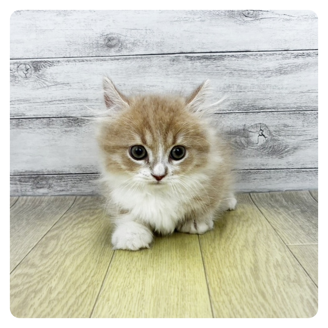 愛知県のマンチカン (犬の家＆猫の里春日井本店/2026年8月5日生まれ/男の子/クリームタビーホワイト)の子猫