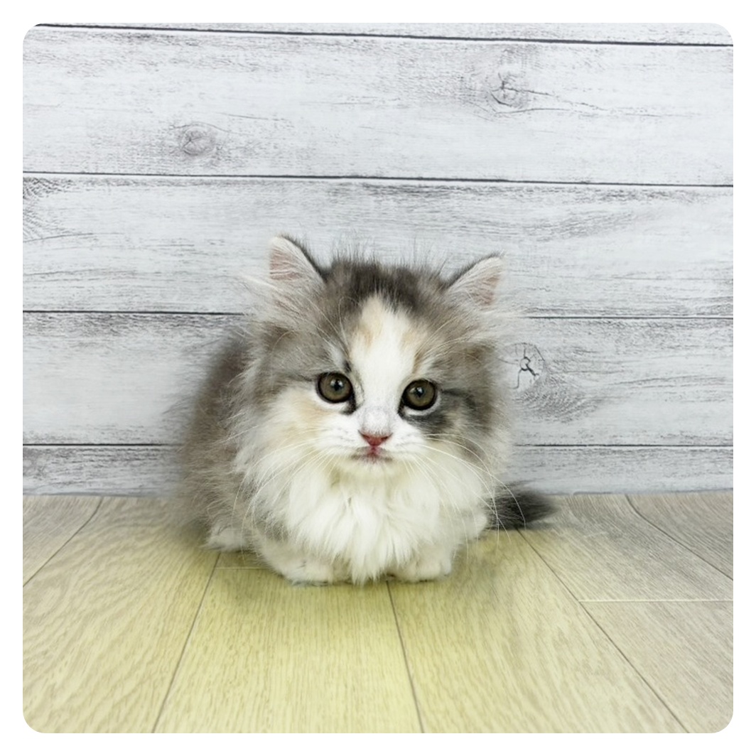 愛知県のマンチカン (犬の家＆猫の里春日井本店/2026年8月5日生まれ/女の子/ブルーシルバーパッチドタビーホワイト)の子猫