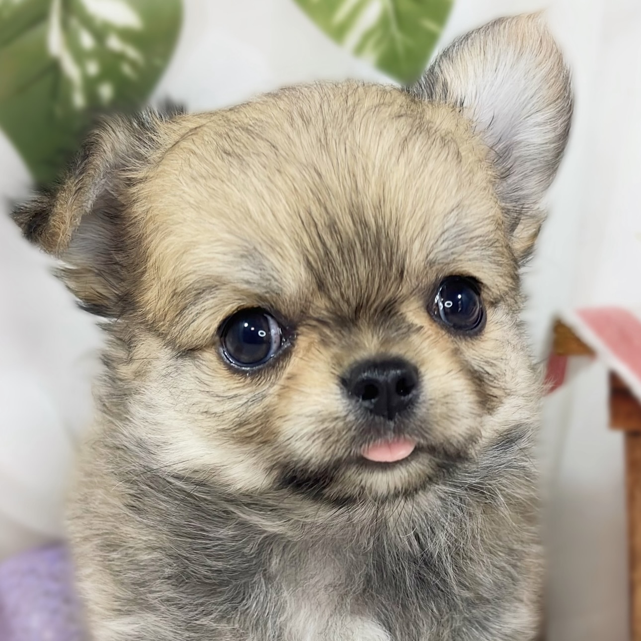 愛知県のチワワ(ロング) (犬の家＆猫の里碧南店/2026年8月7日生まれ/男の子/レッド)の子犬の2枚目の画像